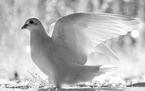 Белые голуби на свадьбу, цена